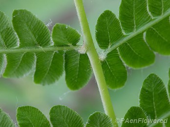 Tufts of hairs on underside of pinna base near rachis
